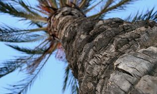 Palm Tree Trunk Tree Background