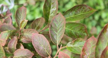 Persimmon Leaf Leaves Green Red
