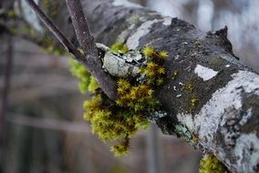 Tree Moss Forest Green Natural
