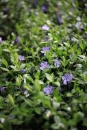 Periwinkle Herb Purple