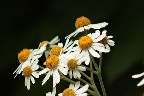 White Flowers Background Daisy