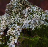 Lichen Moss Nature Growth Plant