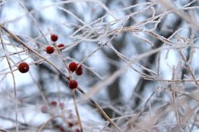 Berries Winter Cold Hoarfrost