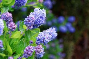 Flowers Wild Flower Nature Wild