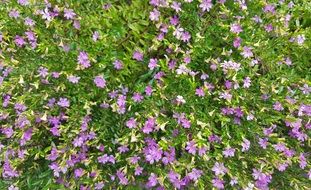 False Heather Mexican Heather