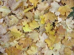 yellow maple foliage on ground as background
