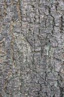 Tree Bark Trunk Tree Bark Wood