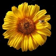 yellow flower with insect on a black background