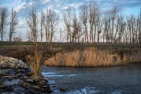 Rivera River Water Trees Tree