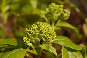awakening in spring green flowers