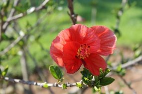 wild red flower on the bush