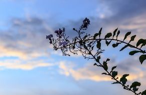 Spring Springtime Plant Tree