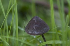 black toxic fungus