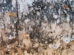 Birch Birch Bark Background