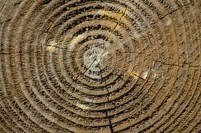wood section wallpaper