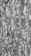 Wood Bark Tree Texture Plant