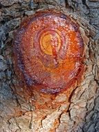 Pine Court Prune Resin Texture