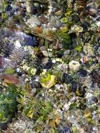 pebbles through the transparent sea water