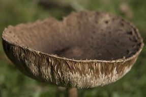 toxic forest fungus