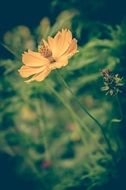 orange flower on green plant background