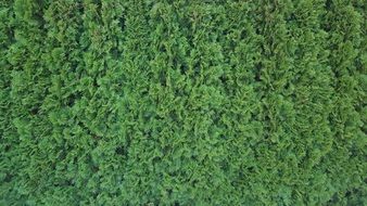 Hedge Texture Green Pattern