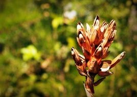 Dry Flower Field Wild Outdoor