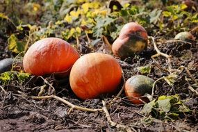 Pumpkin Field Autumn Halloween