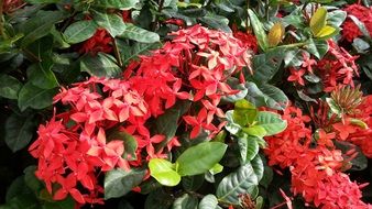 Red Flowers Flowering
