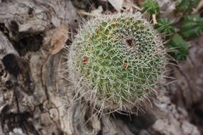 Cactus Plant Green Skewers