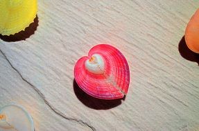 Pink Shell White Colorful