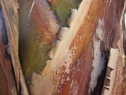 Banana thickest bush Wood texture