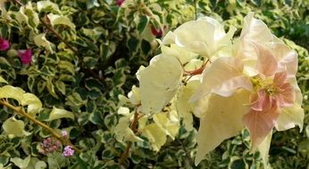 Bougainvillea Yellow Flowers