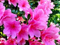 Pink Flowers Rhododendrons