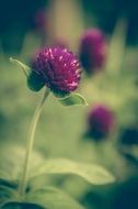 Clover Vintage Flower Background