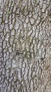 cracked wooden bark as background