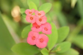 Pink Flowers Blooming Pastel