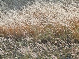 Herb Brown Field Sol Wind