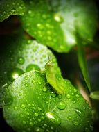 water drops on green leaves close up