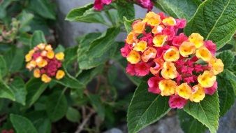 pink and yellow flowers lantana camara mutabilis