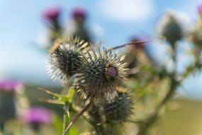 thistle on blurred blue sky background