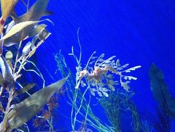 Sea Ocean Seahorse Marine