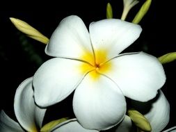 white plumeria flower closeup