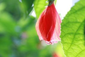 hembarathi flowers on a branch