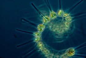 Phytoplankton Plankton