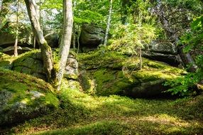 Forest Wallpaper Rest Nature