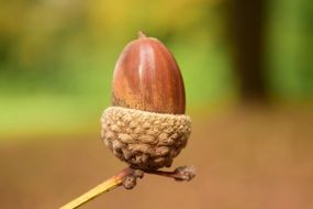 acorn on a branch close-up on blurred background
