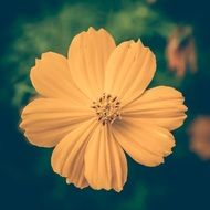 Cosmea Yellow Vintage Flower