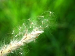 Flower Pressed Wild Stem Leaf