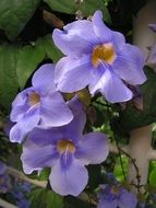 Flowers Blue Climbing Blossomed