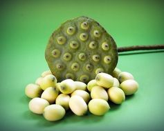 isolated lotus seed head